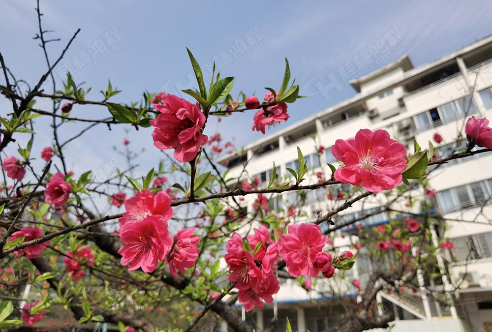 桂林鴻程花團(tuán)錦簇，滿園春色，邀您一起共賞春景，共商大計(jì)！